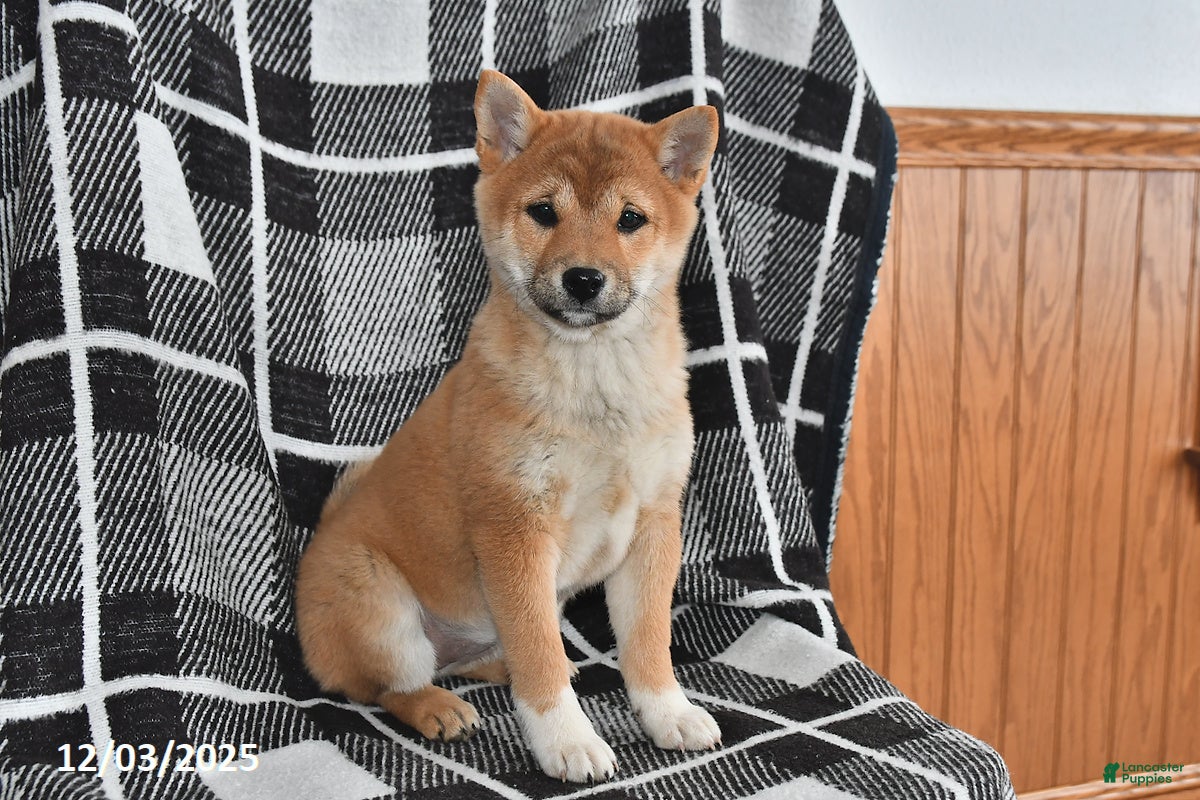 Shiba Inu dogs Jewel - Ad 15