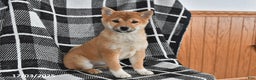 Shiba Inu dogs for sale: Jewel - Ad 1