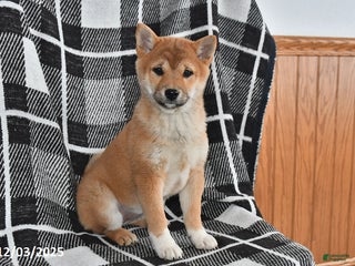 Shiba Inu dogs Jewel - Ad 7