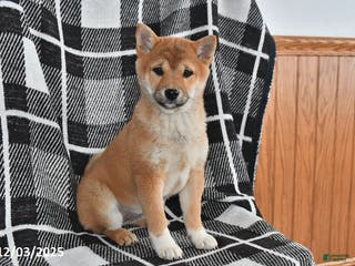 Shiba Inu dogs Jewel - Ad 17