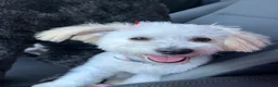 Maltese dogs for sale: Maltese Puppy 3 - Ad 3
