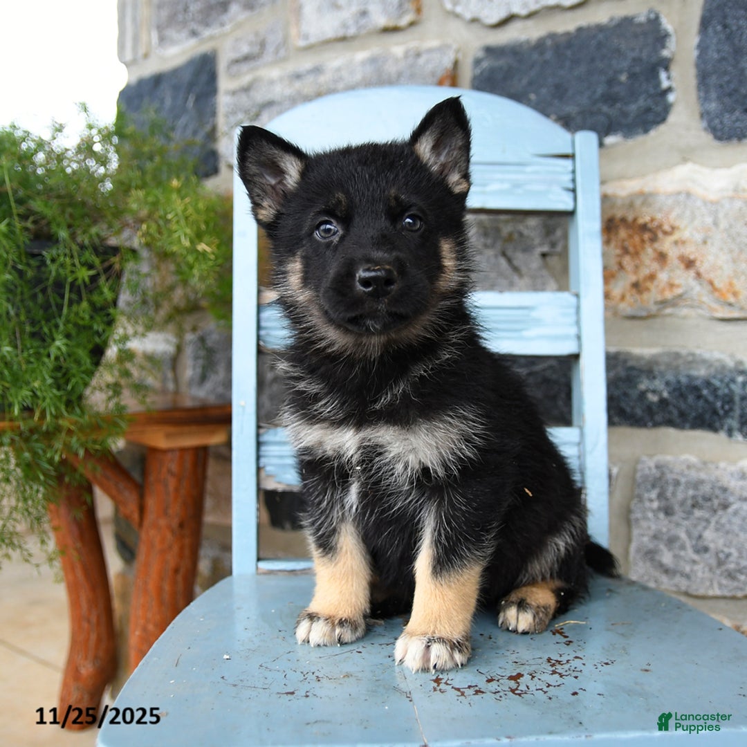 Gerberian Shepsky dogs for sale: Pilot - Ad 5