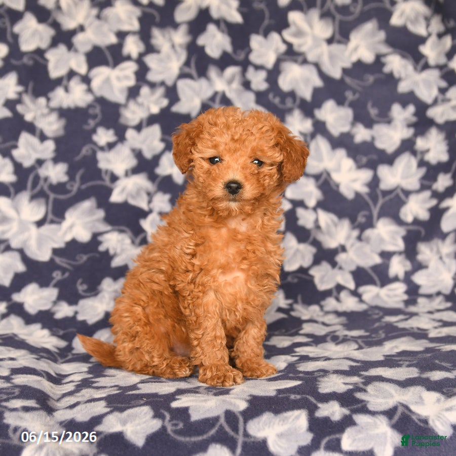 Maltipoo dogs Isabelle - Ad 1