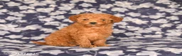 Maltipoo dogs for sale: Isabelle - Ad 1