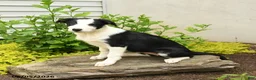 Border Collie dogs for sale: Harriet - Ad 3