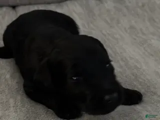 Bernedoodle dogs Bernedoodle Puppy 4 - Ad 2