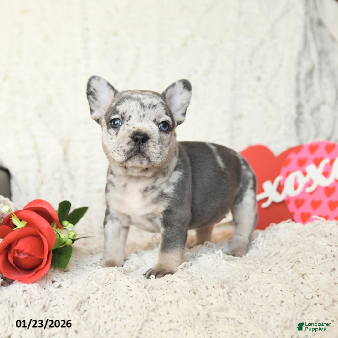 French Bulldog dogs for sale: Brynn - Ad 4