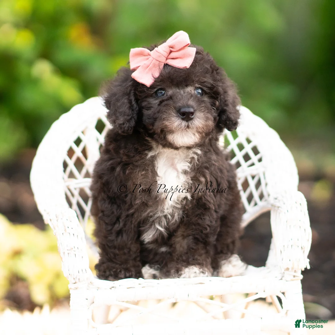 Maltipoo dogs for sale: Silvermoon - Ad 6
