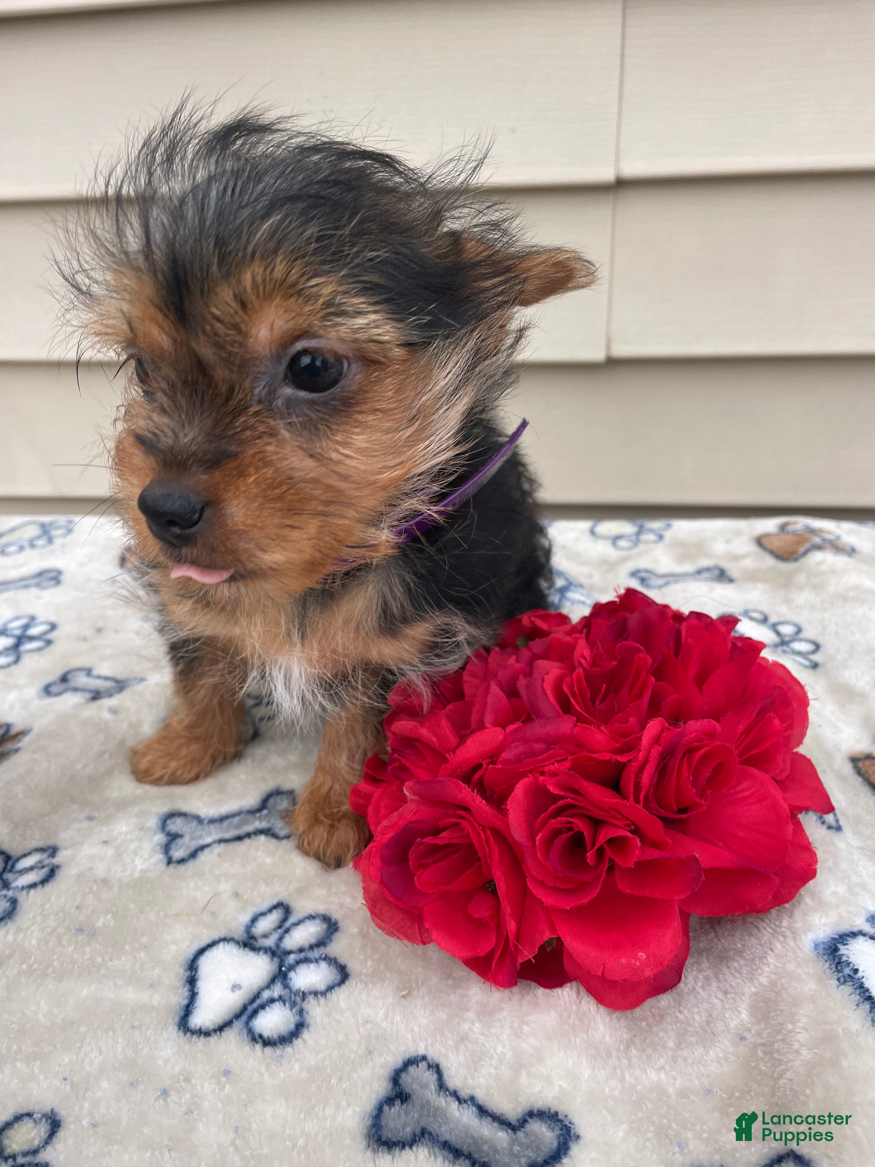 Yorkshire Terrier dogs Scarlet - Ad 10