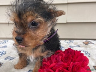 Yorkshire Terrier dogs Scarlet - Ad 10