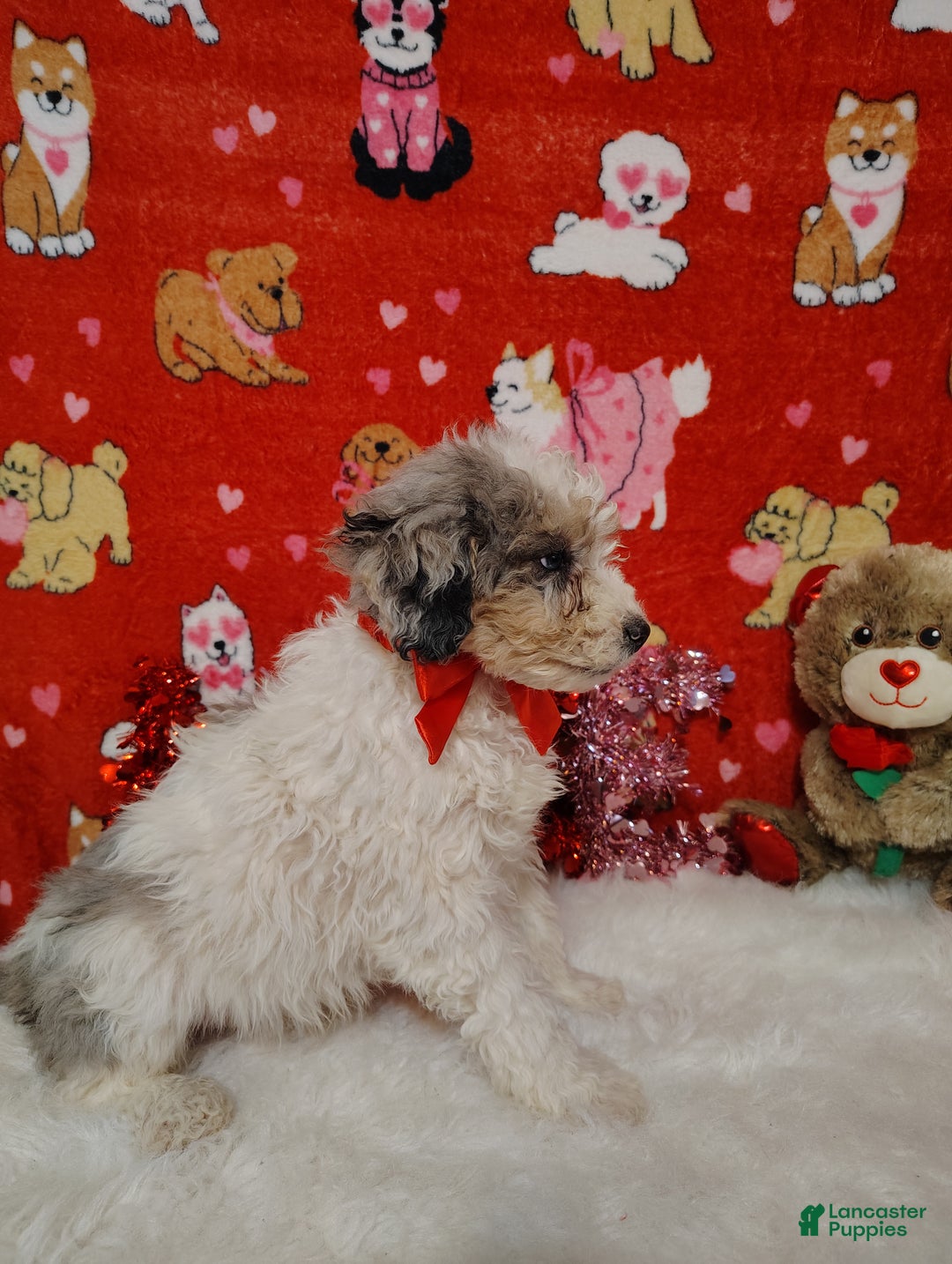 Mini Bernedoodle dogs for sale: Duke - Ad 4