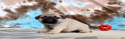 Pug dogs for sale: Carlos - Ad 2