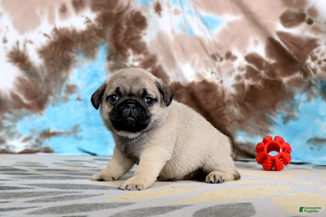 Pug dogs for sale: Carlos - Ad 2