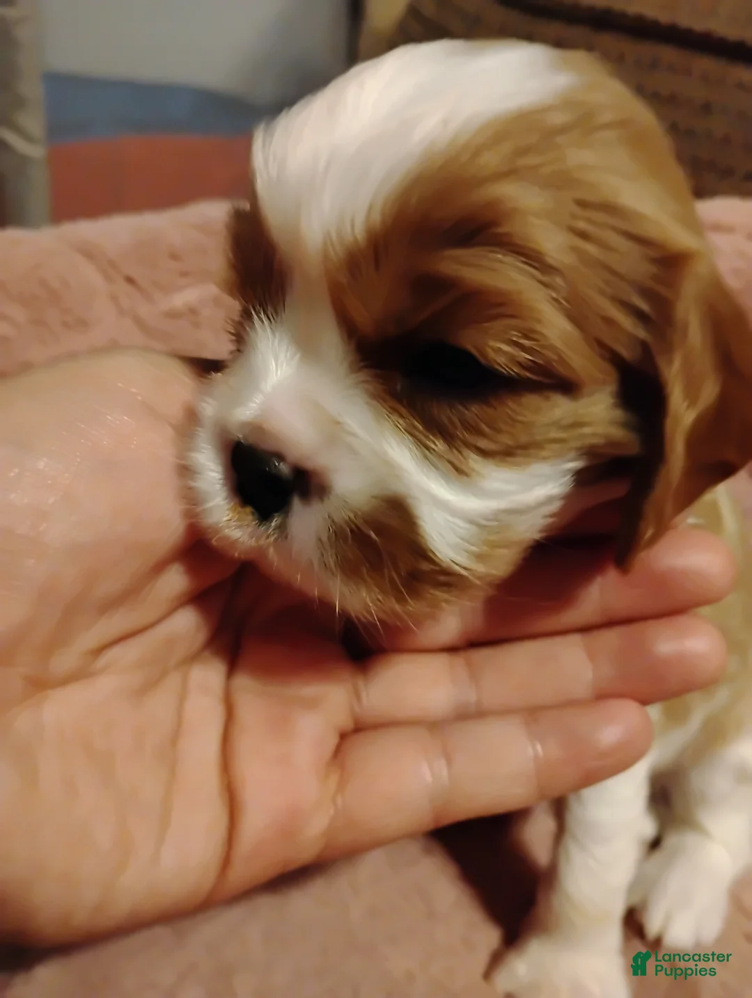 Cavalier King Charles Spaniel dogs for sale: Nugut - Ad 2