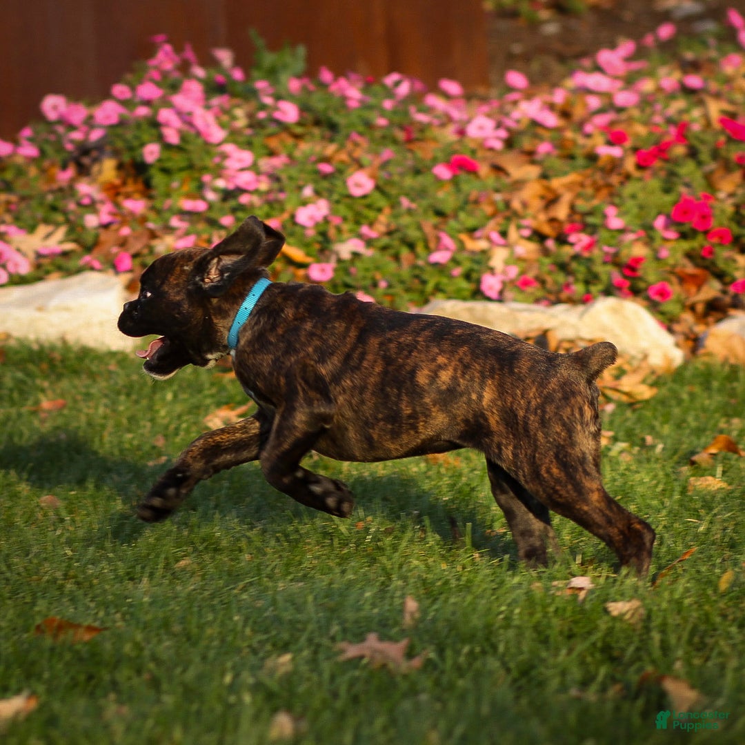 Boxer dogs for sale: Gracie - Ad 3