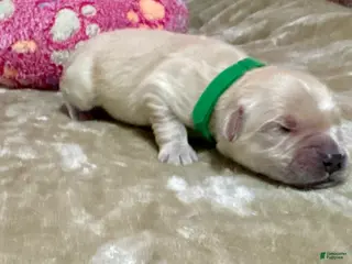 Golden Retriever dogs Golden Retriever Puppy 6 - Ad 10