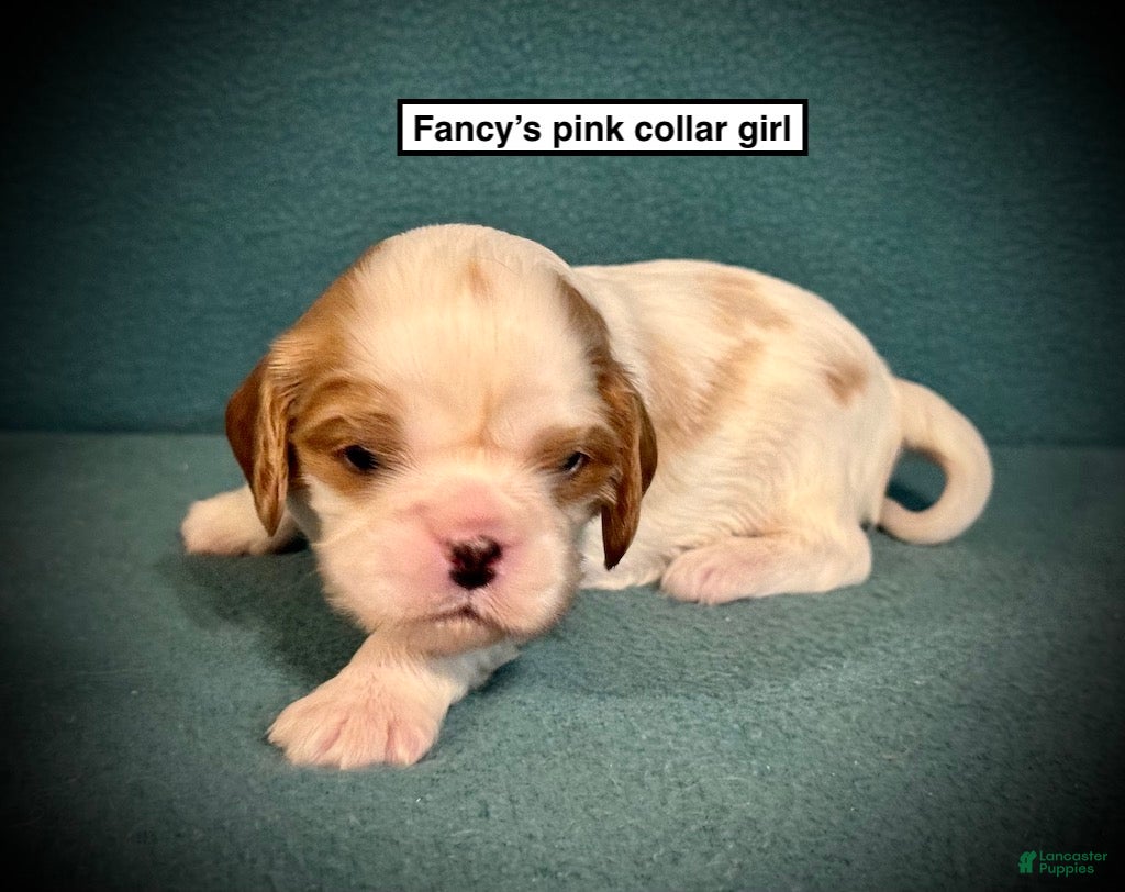 Cavalier King Charles Spaniel dogs AKC Fancy's Pink Collar Female - Ad 36