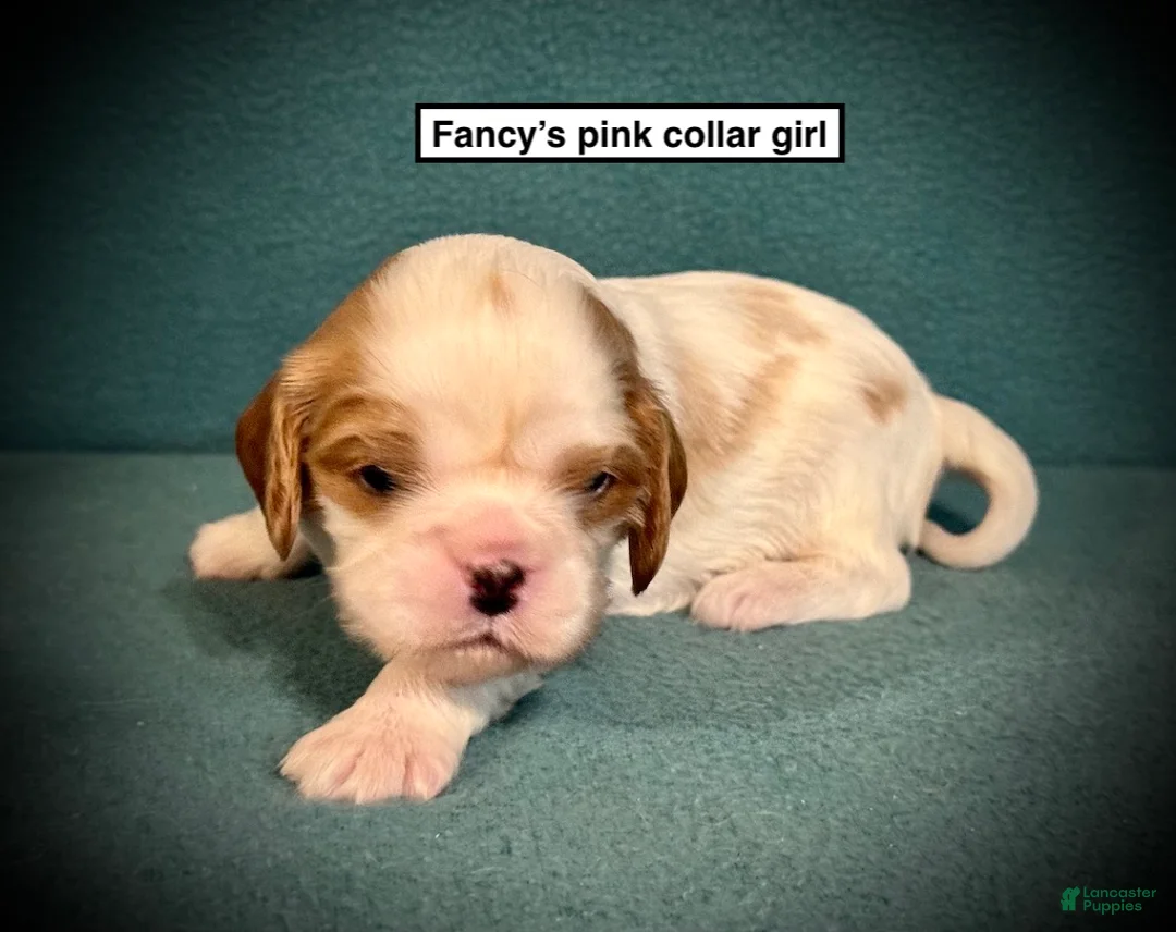 Cavalier King Charles Spaniel dogs for sale: AKC Fancy's Pink Collar Female - Ad 1
