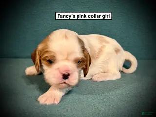 Cavalier King Charles Spaniel dogs AKC Fancy's Pink Collar Female - Ad 36