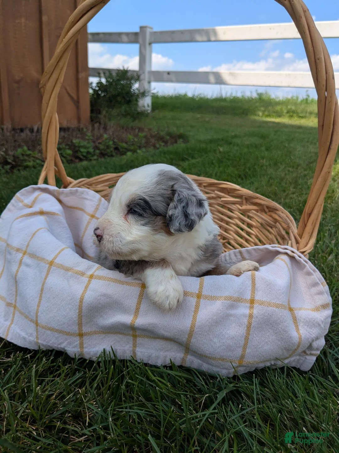 Bernedoodle dogs for sale: Sheila  - Ad 1