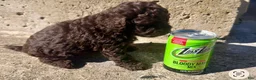 Toy Poodle dogs for sale: Toy Poodle 2 - Ad 5