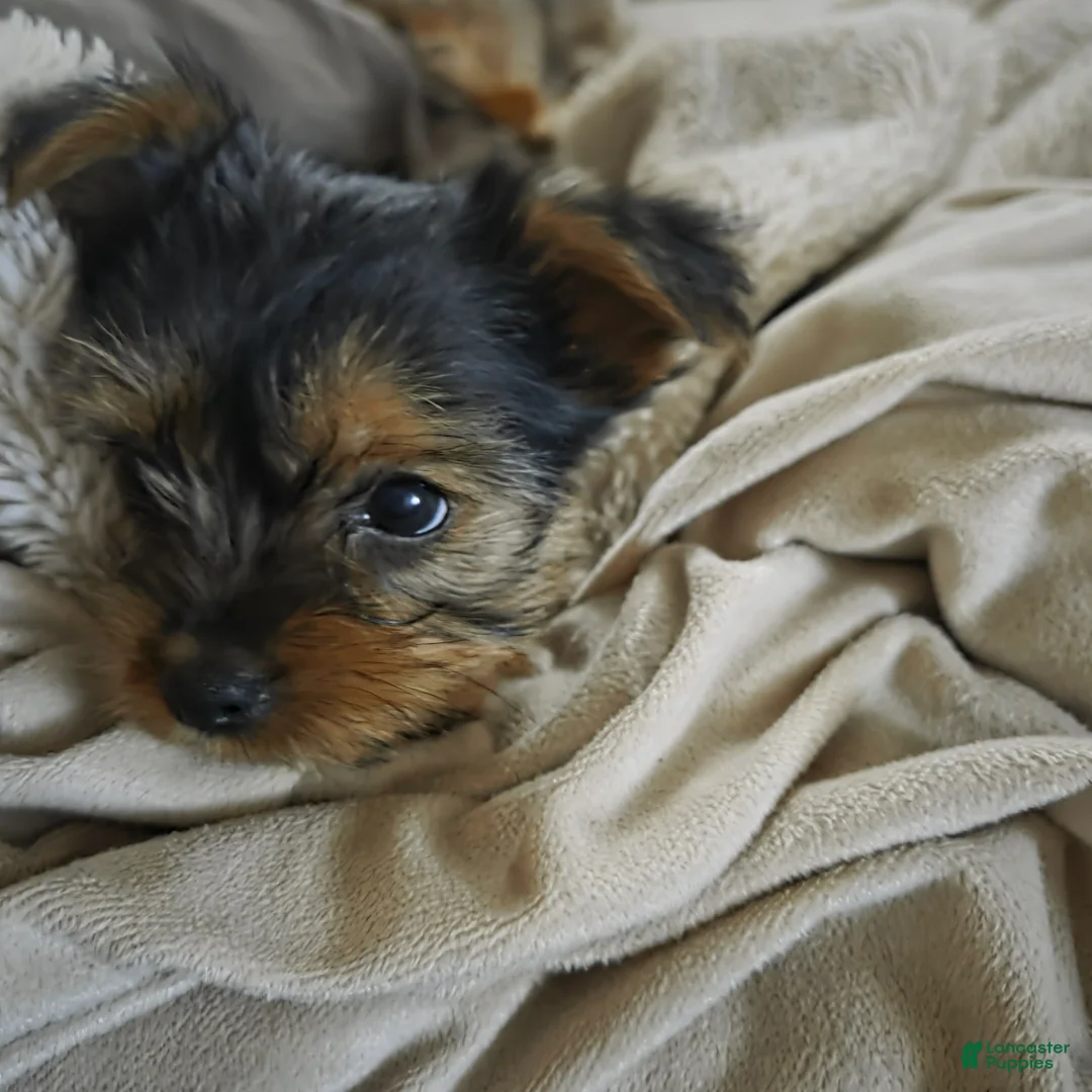 Yorkshire Terrier dogs for sale: Yorkshire Terrier Puppy 1 - Ad 1
