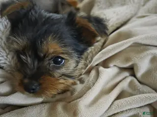 Yorkshire Terrier dogs Yorkshire Terrier Puppy 1 - Ad 30