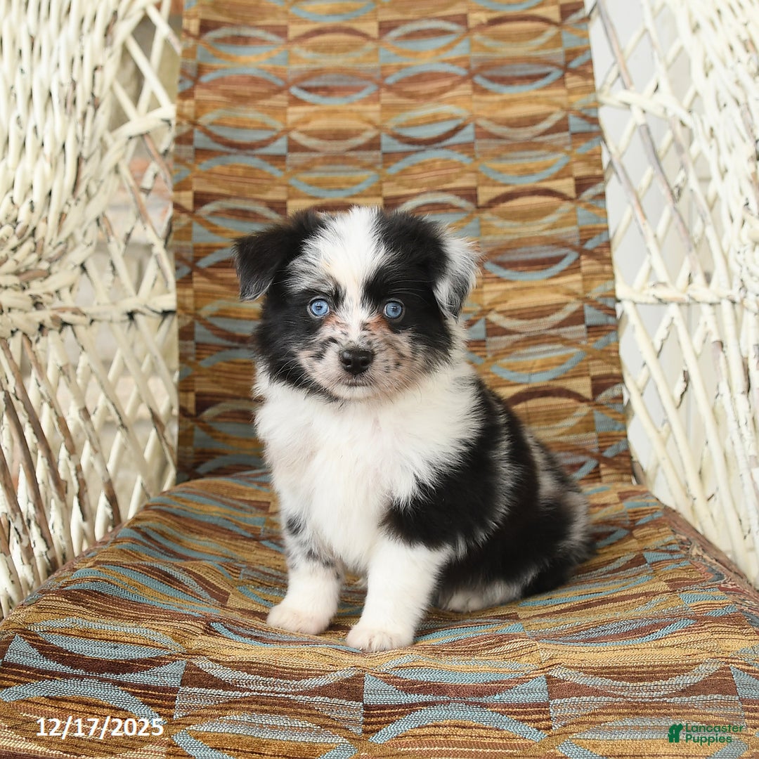 Toy Australian Shepherd dogs for sale: Carma - Ad 3