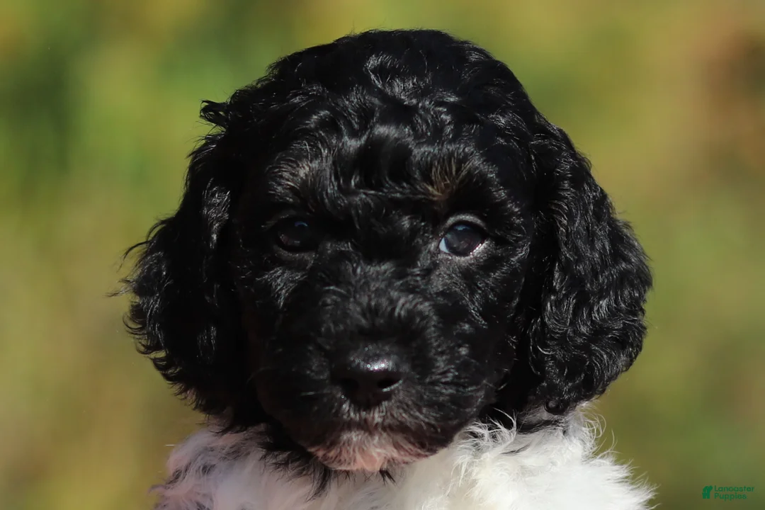Miniature Poodle dogs for sale: Joey (AKC) - Ad 1