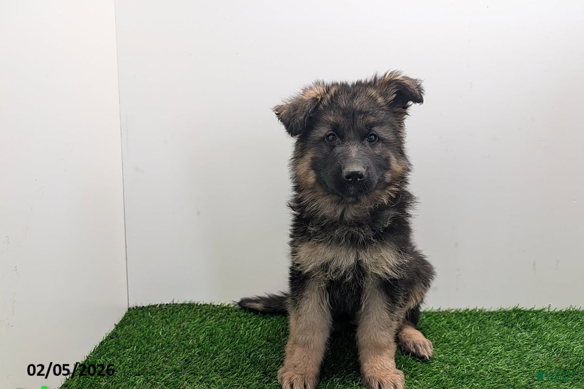 German Shepherd dogs Cherry - Ad 20