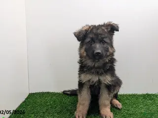 German Shepherd dogs Cherry - Ad 20
