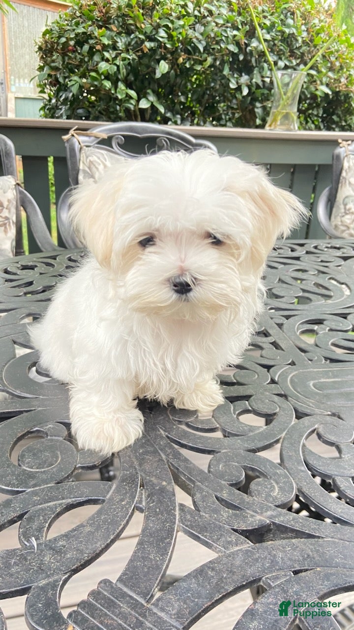 Maltese dogs Girl 2 - Ad 38