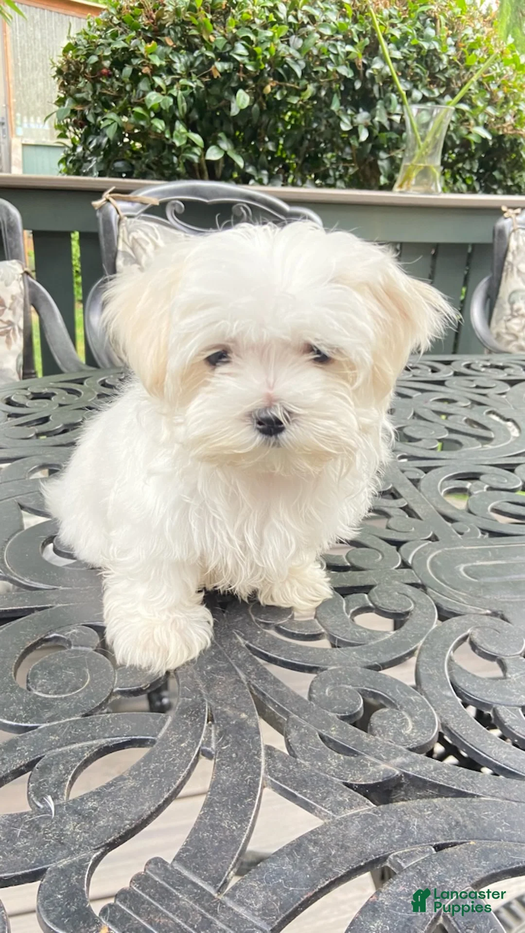 Maltese dogs for sale: Girl 2 - Ad 1