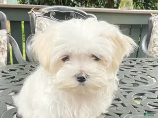 Maltese dogs Girl 2 - Ad 38