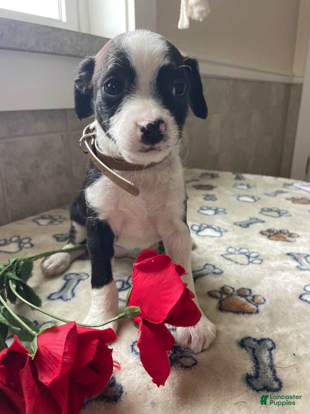 Mixed Breed dogs for sale: Piper - Ad 1