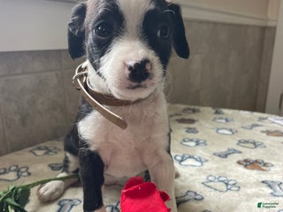 Mixed Breed dogs Piper - Ad 4