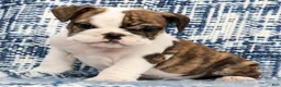 English Bulldog dogs for sale: Ruger - Ad 3