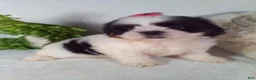 Shih Tzu dogs for sale: Baby - Ad 4