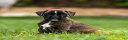 Boxer dogs for sale: Lucy Boxer Puppy  - Ad 5
