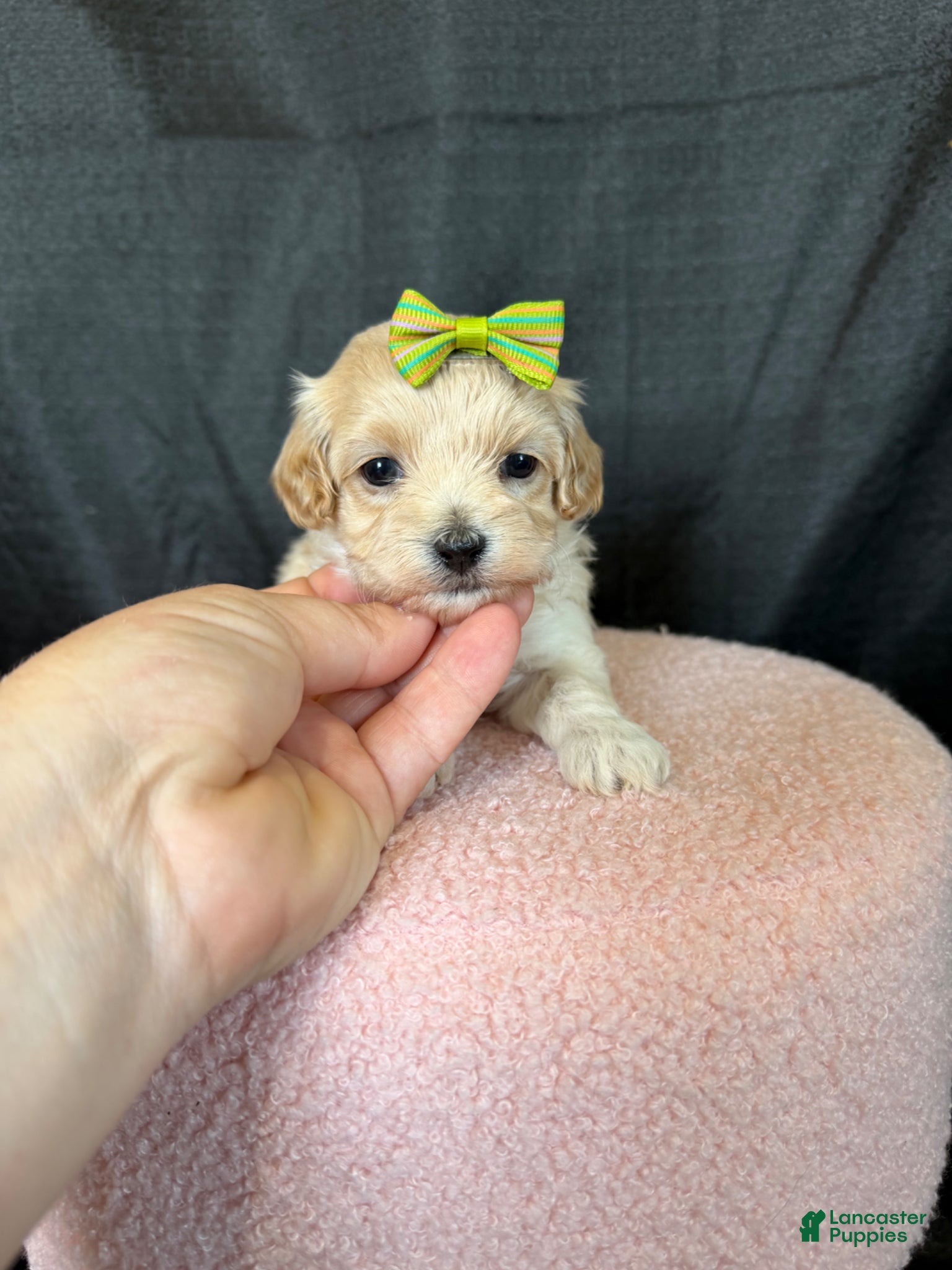 Maltipoo dogs for sale: Barbies Maltipoo Girl! Green Bow 💚 - Ad 3