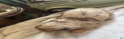 Dachshund dogs for sale: Glenn AKC long coat mini - Ad 8