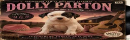 American Bulldog dogs for sale: Dolly Parton - Ad 1