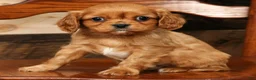 Cavalier King Charles Spaniel dogs for sale: Trevor - Ad 6