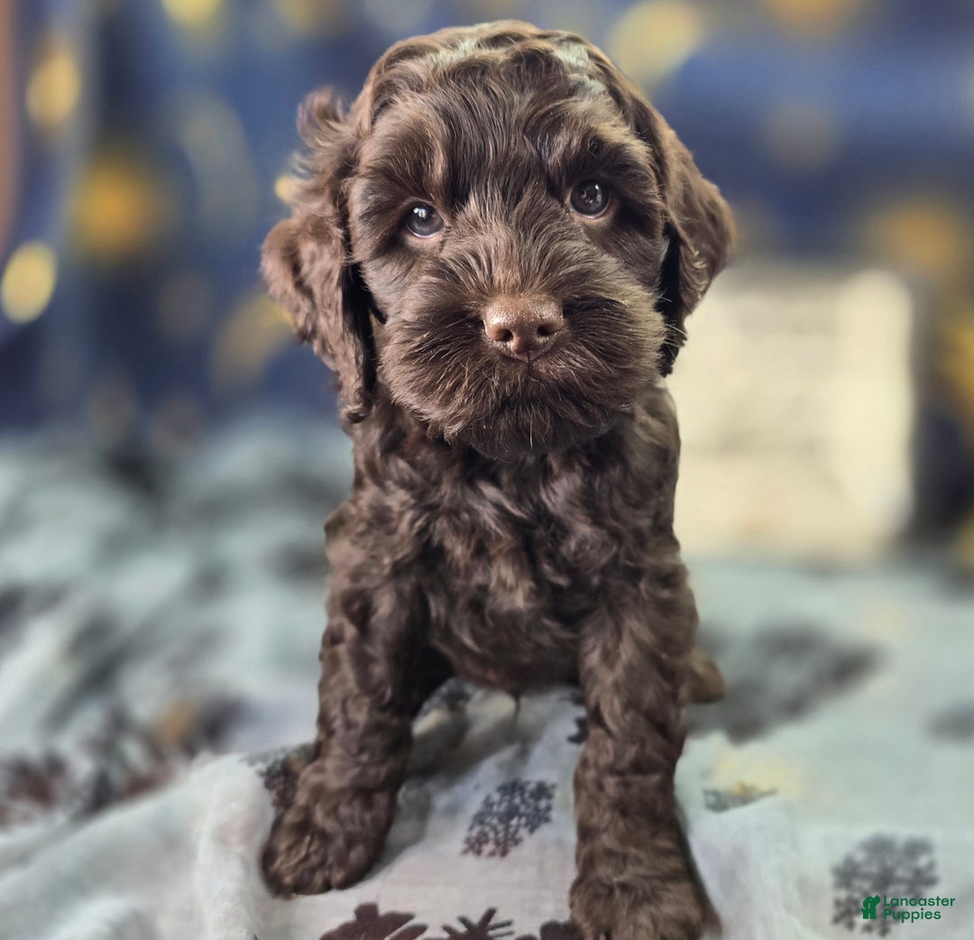 Cockapoo dogs for sale: Breeze - Ad 7