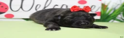 Keeshond dogs for sale: Thelma  - Ad 8