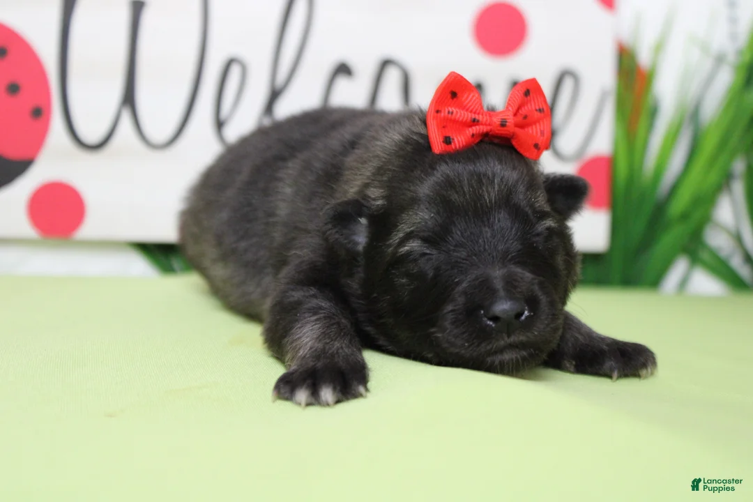 Keeshond dogs for sale: Thelma  - Ad 8
