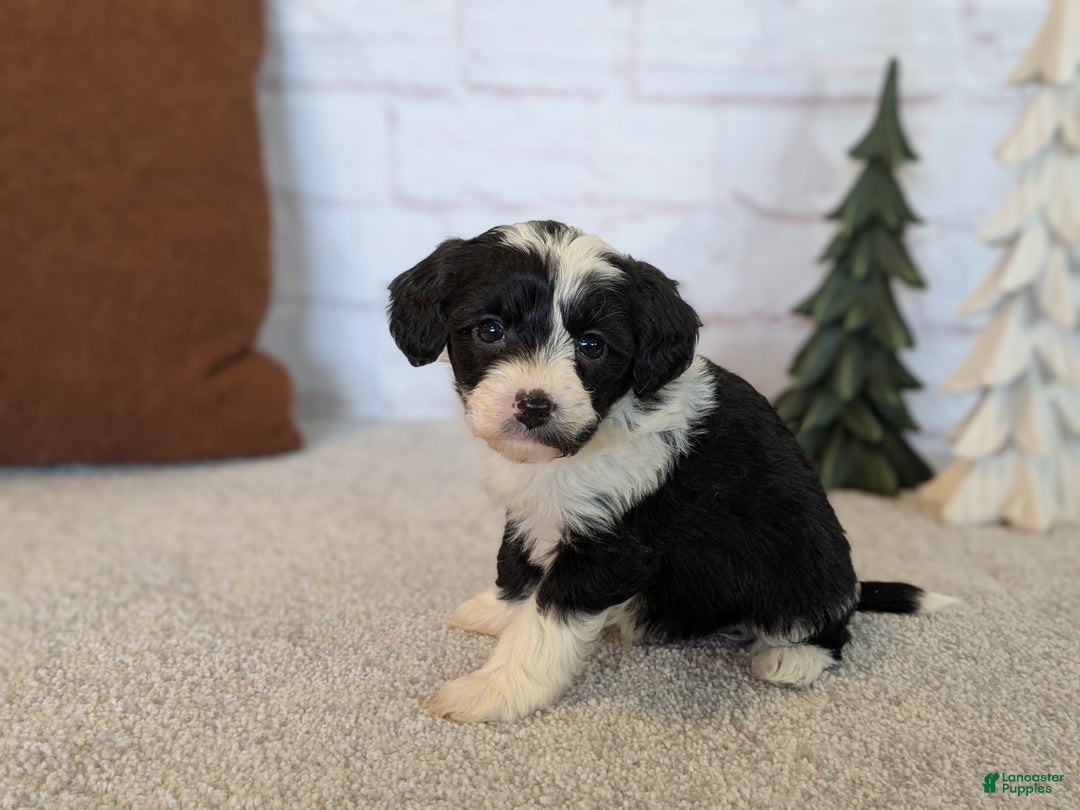 Mixed Breed dogs for sale: Mia - Ad 5