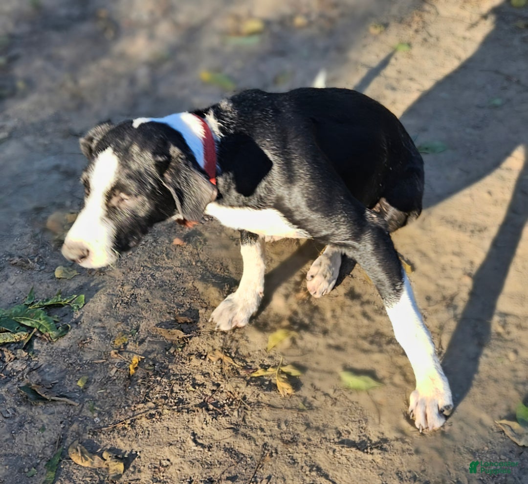 Border Collie dogs for sale: Fang - Ad 15