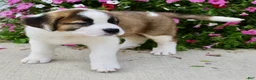 Saint Bernard dogs for sale: Loretta - Ad 5