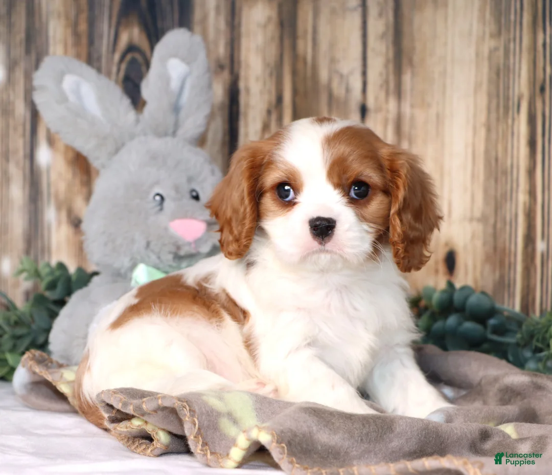 Cavalier King Charles Spaniel dogs for sale: Dallas - Ad 1
